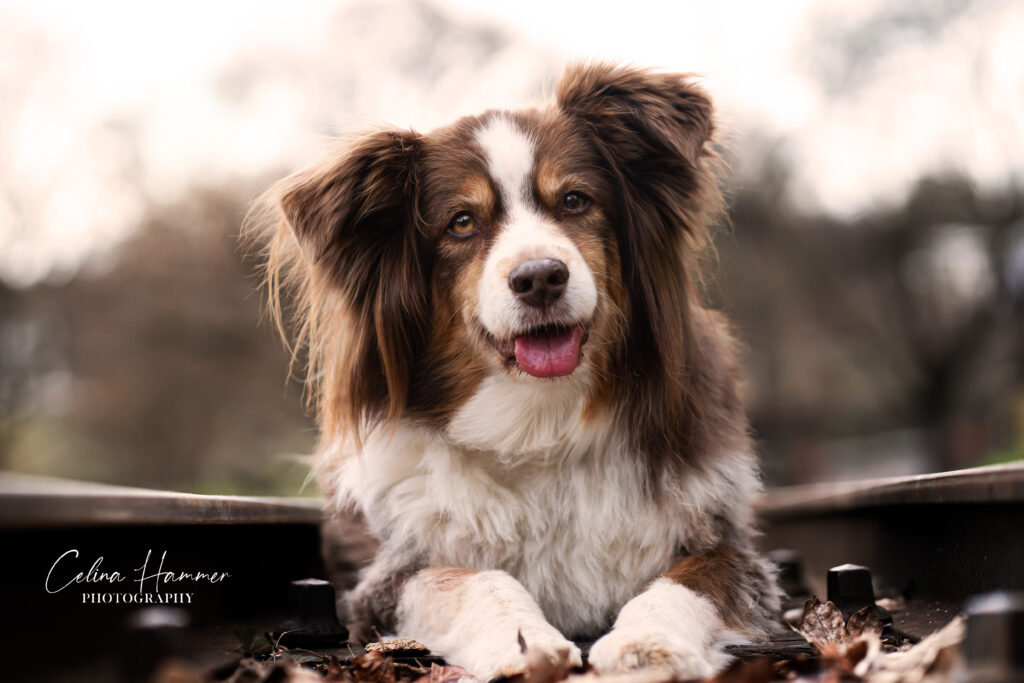 Portfolio Hunde Hammer Pfoten